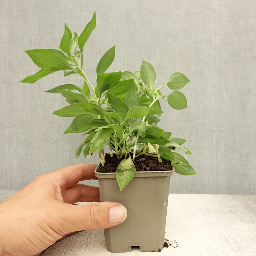 Ejemplar de Alstroemeria Duc d'Anjou Louis Maceta de 8/9 cm entregado en verano