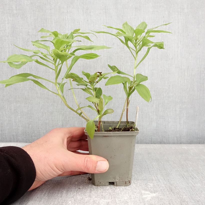 Alstroemeria Duc d'Anjou Louis Maceta de 8/9 cm Ejemplar entregado en invierno