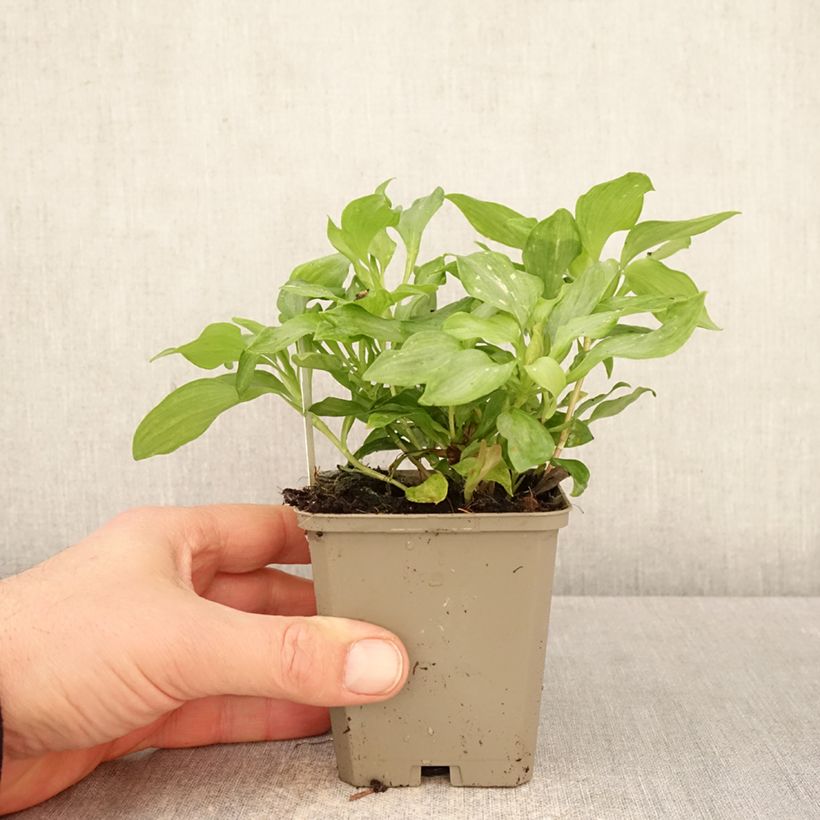 Alstroemeria Duc d'Anjou Louis Maceta de 8/9 cm Ejemplar entregado en la primavera