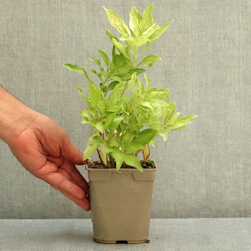 Ejemplar de Alstroemeria Duc d'Anjou Louis Maceta 1L/1,5L entregado en verano