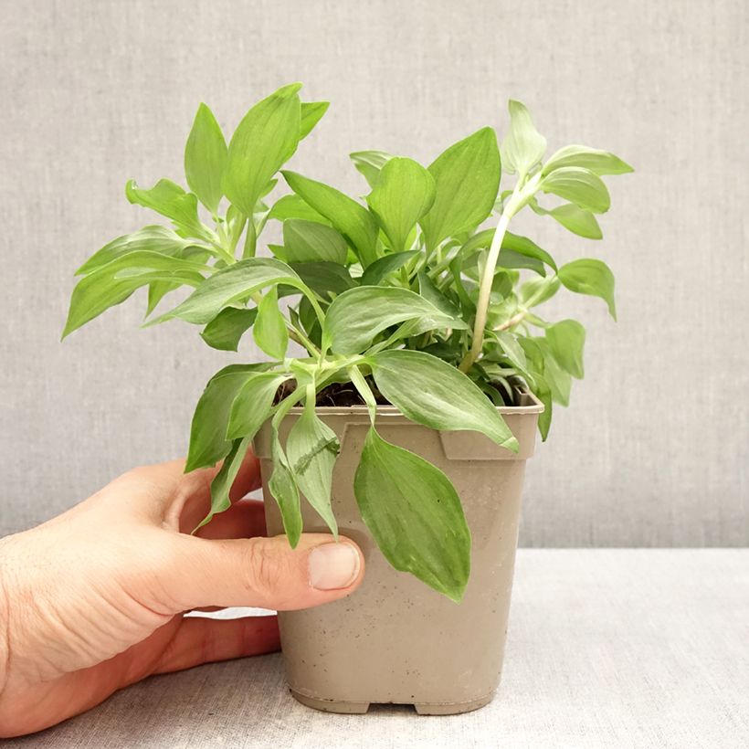 Alstroemeria Duc d'Anjou Louis Maceta 1L/1,5L Ejemplar entregado en la primavera