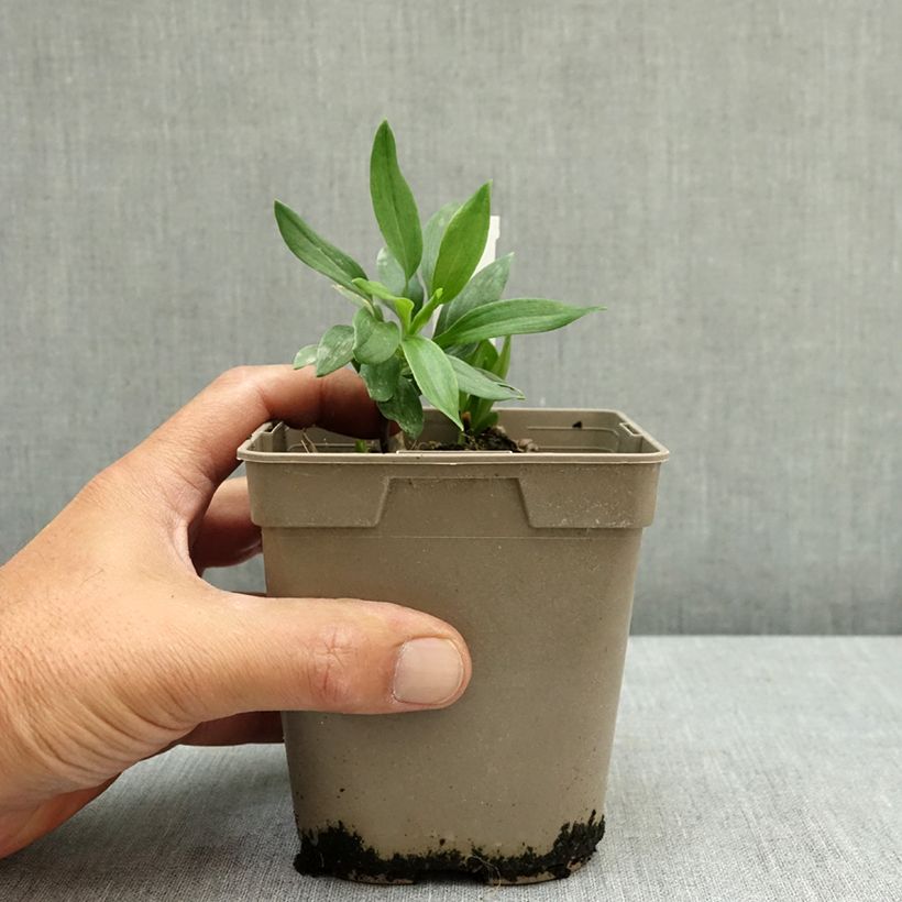 Ejemplar de Alstroemeria Duc d'Anjou Nicolas Maceta 1L/1,5L entregado en verano