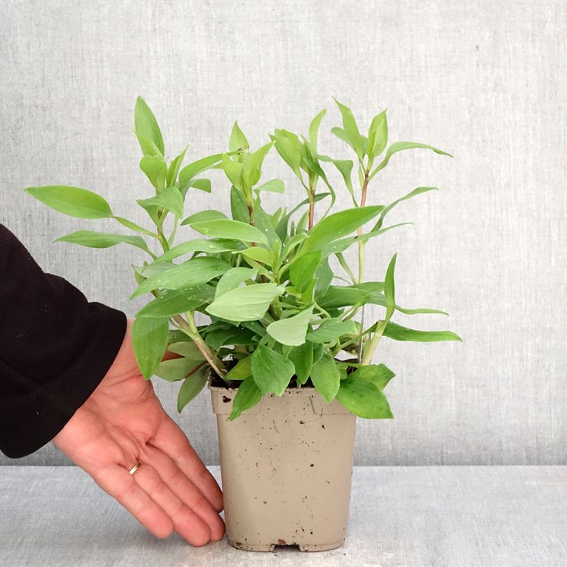 Alstroemeria Duc d'Anjou Nicolas Maceta 1L/1,5L Ejemplar entregado en la primavera