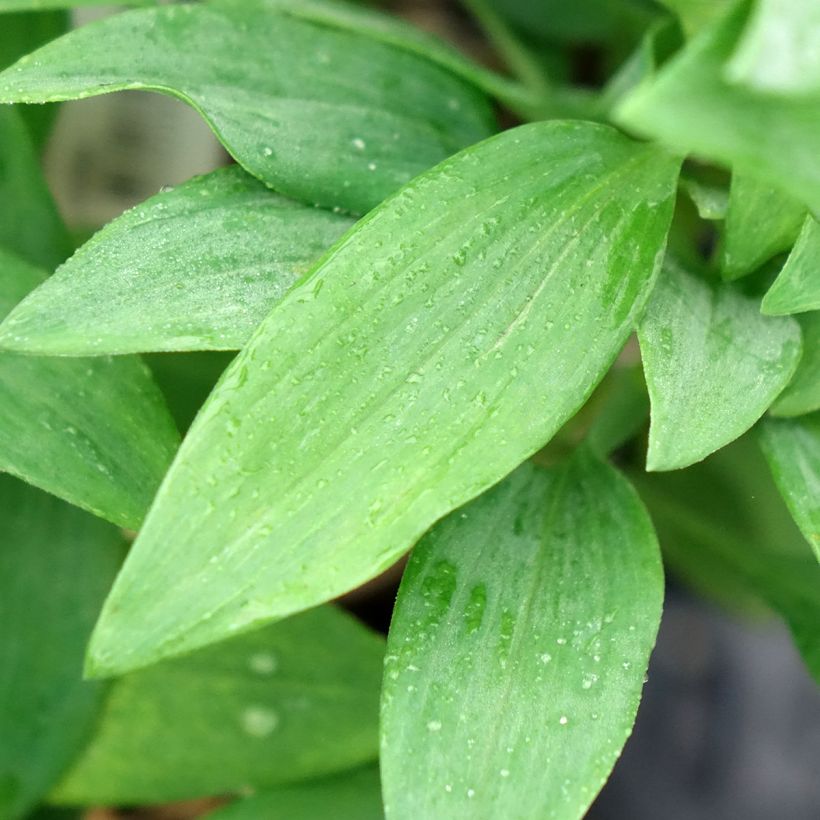 Alstroemeria Duc d'Anjou Pierre (Follaje)