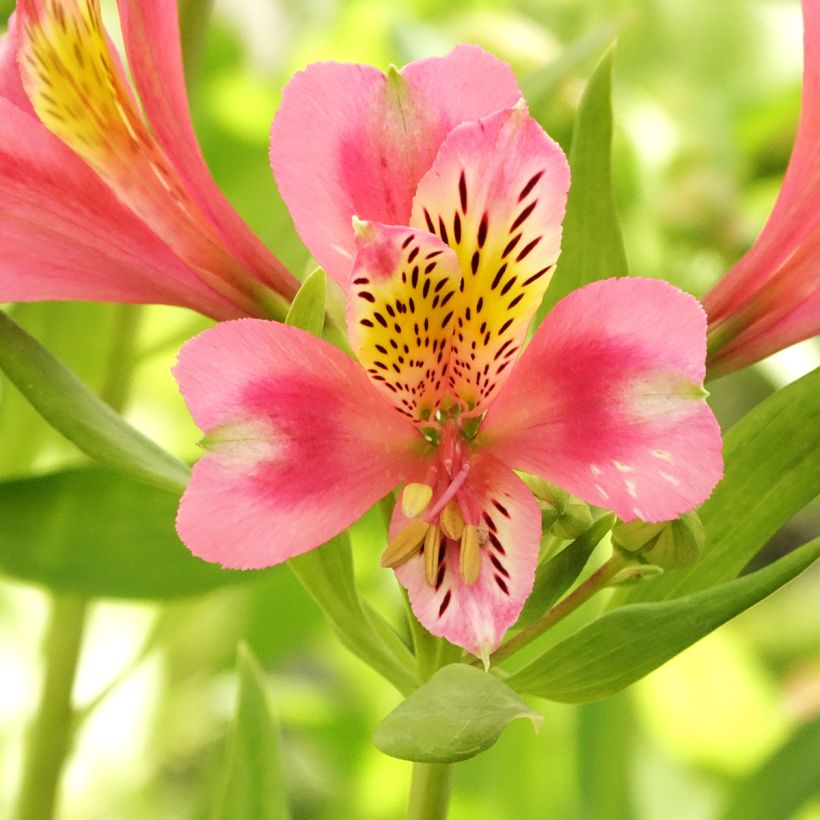 Alstroemeria Duc d'Anjou Pierre (Floración)