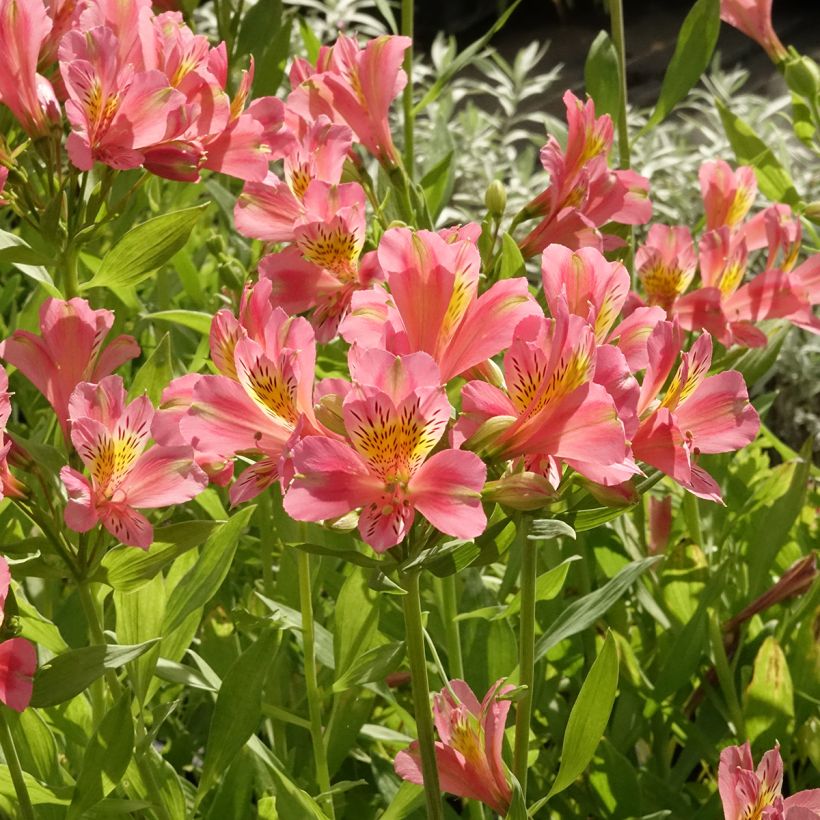 Alstroemeria Duc d'Anjou Pierre (Porte)