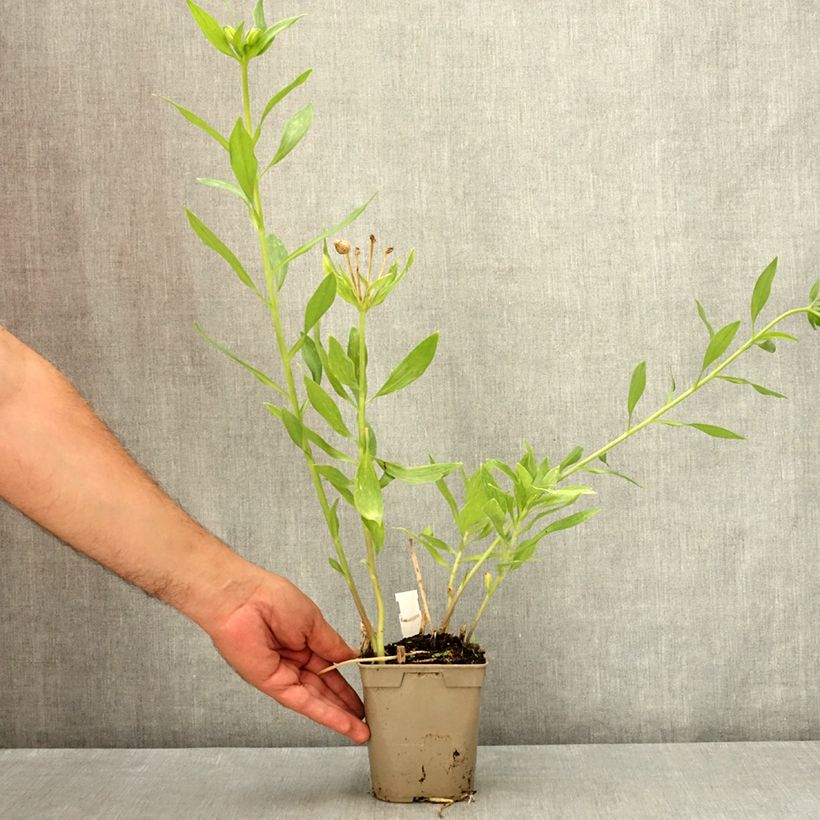 Ejemplar de Alstroemeria Duc d'Anjou Pierre Maceta 1L/1,5L entregado en verano