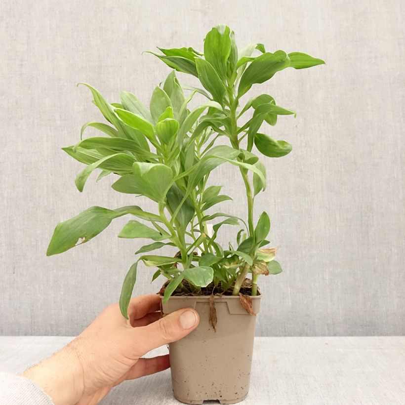 Alstroemeria Duc d'Anjou Pierre Maceta 1L/1,5L Ejemplar entregado en la primavera