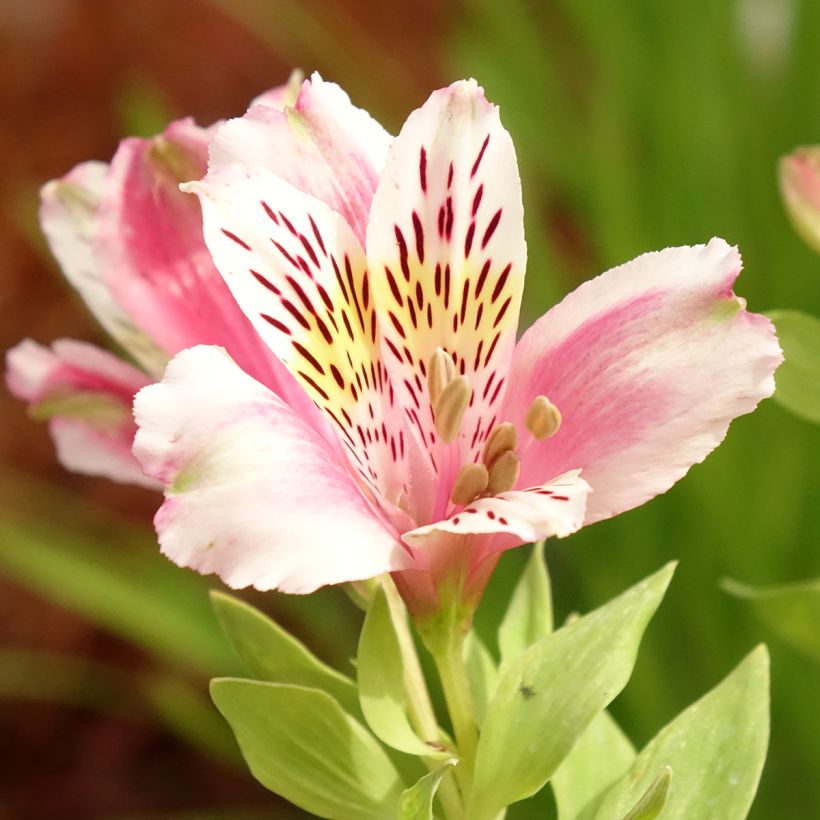 Alstroemeria Duc d'Anjou William (Floración)