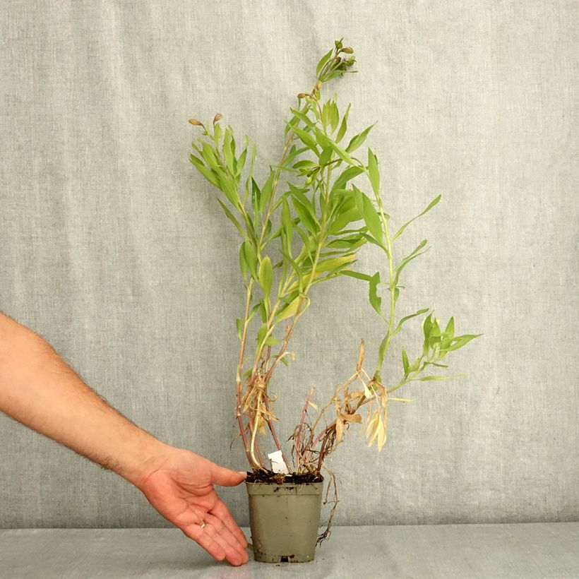 Ejemplar de Alstroemeria Duc d'Anjou William Maceta 1L/1,5L entregado en verano