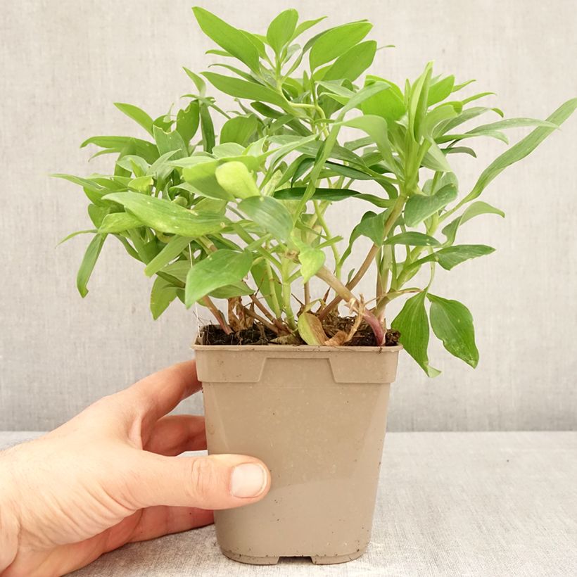 Alstroemeria Duc d'Anjou William Maceta 1L/1,5L Ejemplar entregado en la primavera