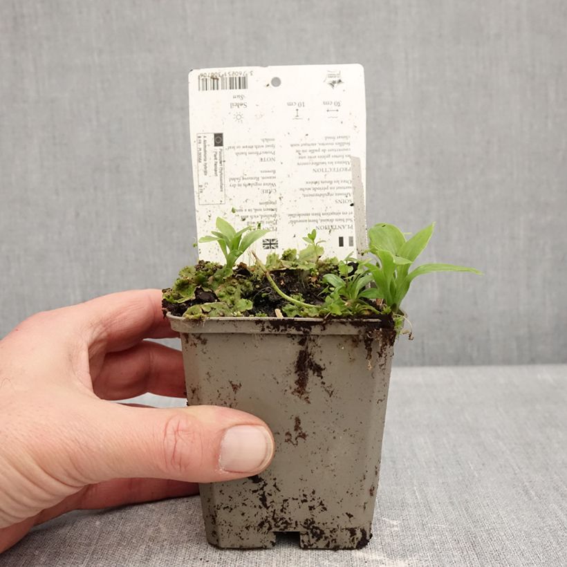 Alstroemeria Duchesses Anne Maceta de 8/9 cm Ejemplar entregado en invierno