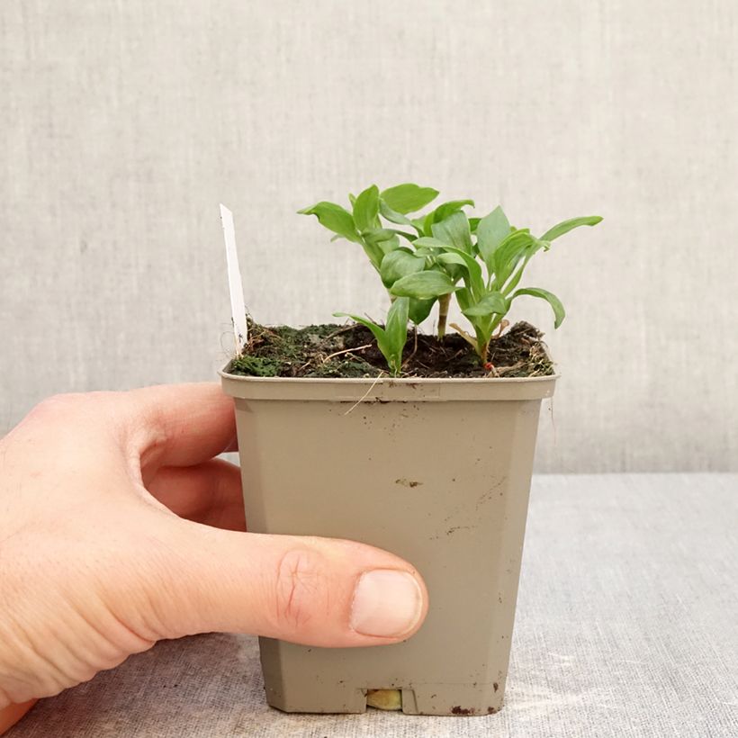 Alstroemeria Duchesses Anne Maceta de 8/9 cm Ejemplar entregado en la primavera