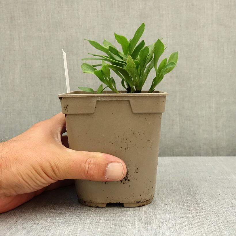 Ejemplar de Alstroemeria Duchesses Anne Maceta 1L/1,5L entregado en verano