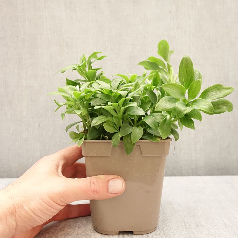 Alstroemeria Duchesses Anne Maceta 1L/1,5L Ejemplar entregado en la primavera