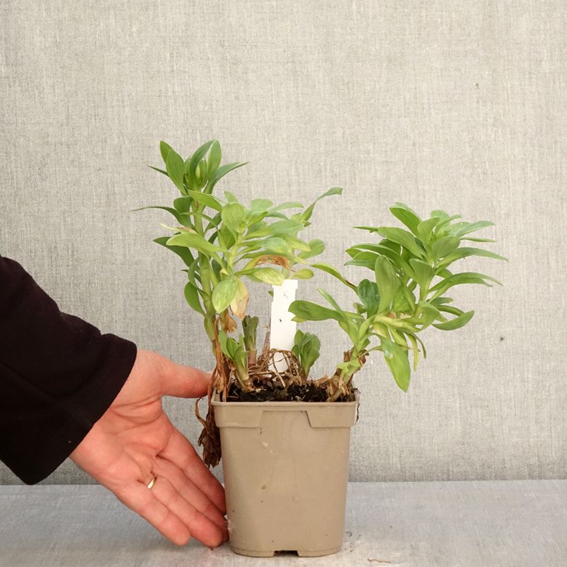 Alstroemeria Duchesses Béatrice Maceta 1L/1,5L Ejemplar entregado en la primavera