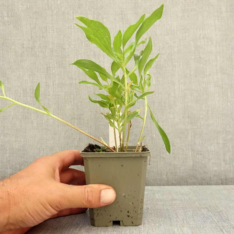 Ejemplar de Alstroemeria Duchesses d'Anjou Valentine Maceta de 8/9 cm entregado en verano