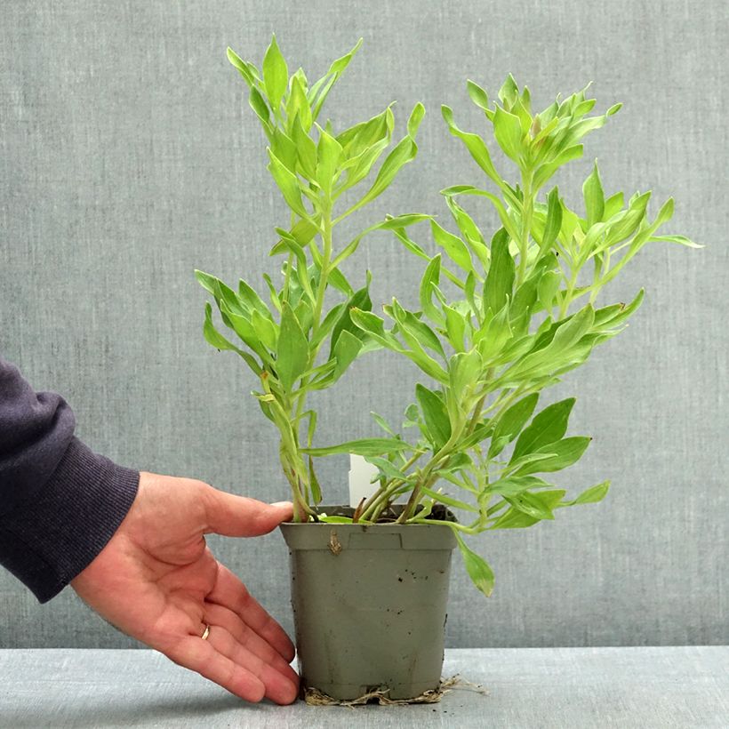 Ejemplar de Alstroemeria Duchesses d'Anjou Valentine Maceta 1L/1,5L entregado en verano