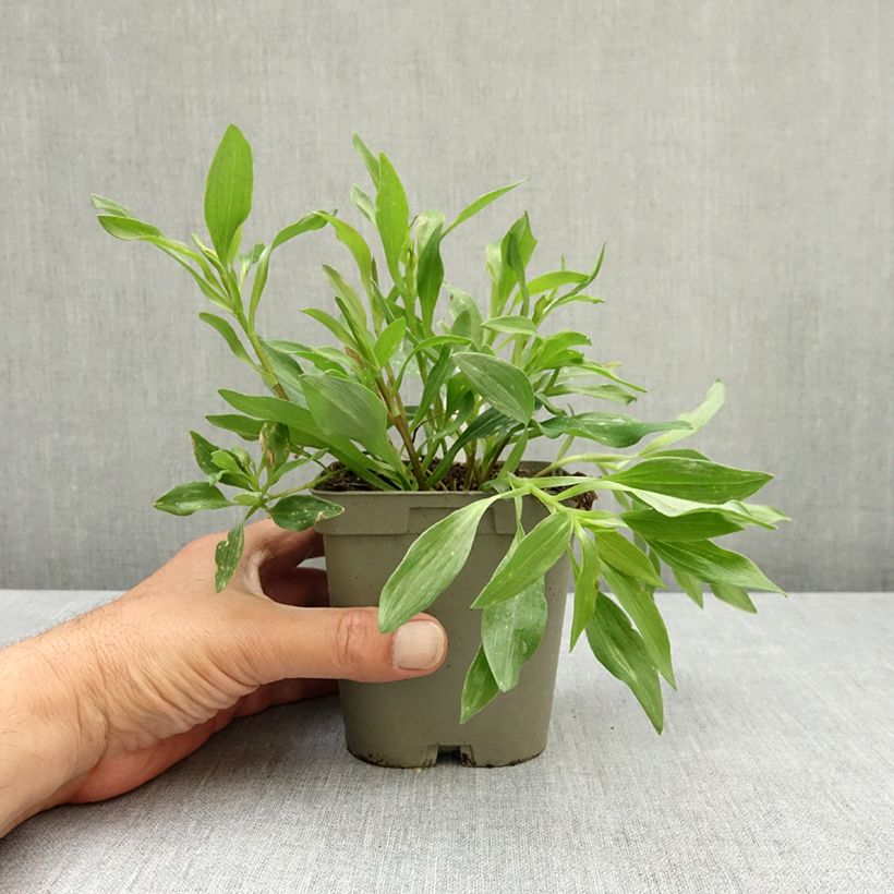 Alstroemeria Duchesses d'Anjou Valentine Maceta 1L/1,5L Ejemplar entregado en la primavera
