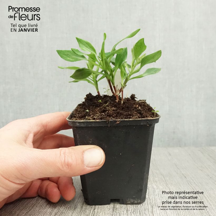 Alstroemeria Duchesses Diane Maceta de 8/9 cm Ejemplar entregado en invierno