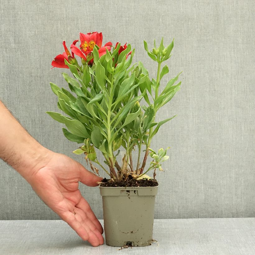 Ejemplar de Alstroemeria Duchesses Diane Maceta 1L/1,5L entregado en verano