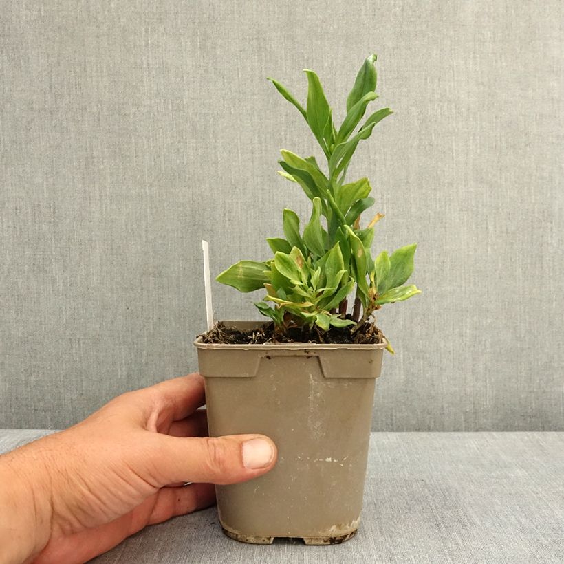 Alstroemeria Duchesses Diane Maceta 1L/1,5L Ejemplar entregado en la primavera