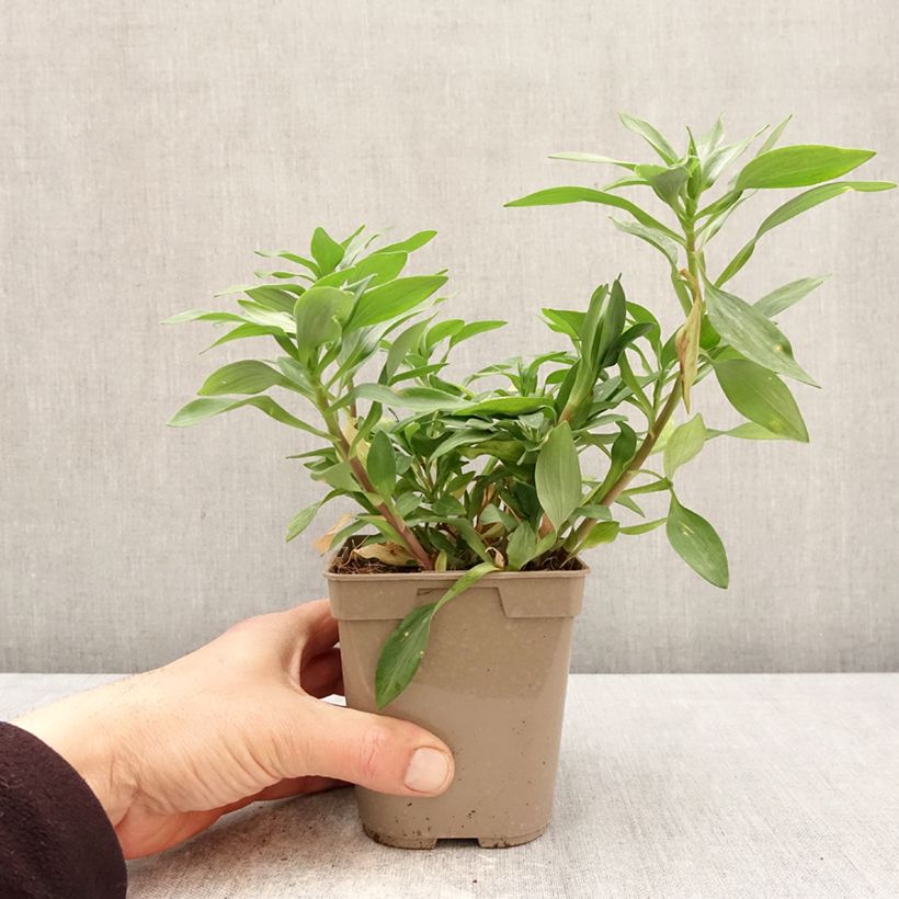 Alstroemeria Duchesses Marguerite Maceta 1L/1,5L Ejemplar entregado en la primavera