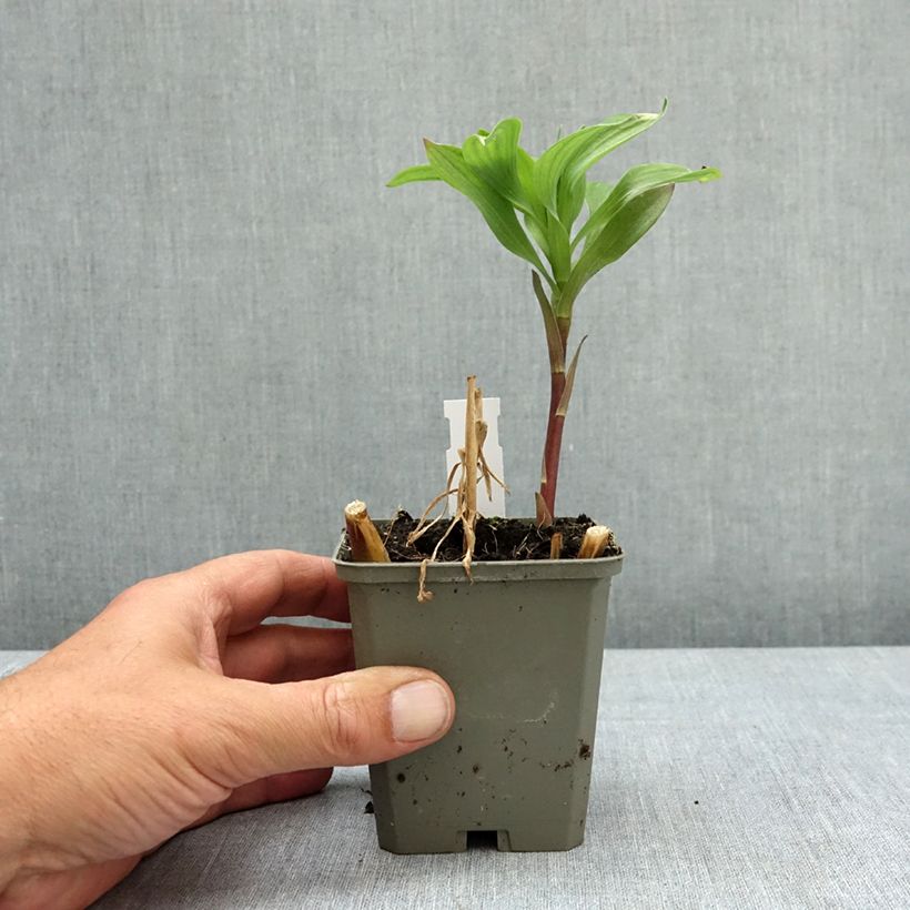 Alstroemeria Majestic Authion Maceta de 8/9 cm Ejemplar entregado en la primavera