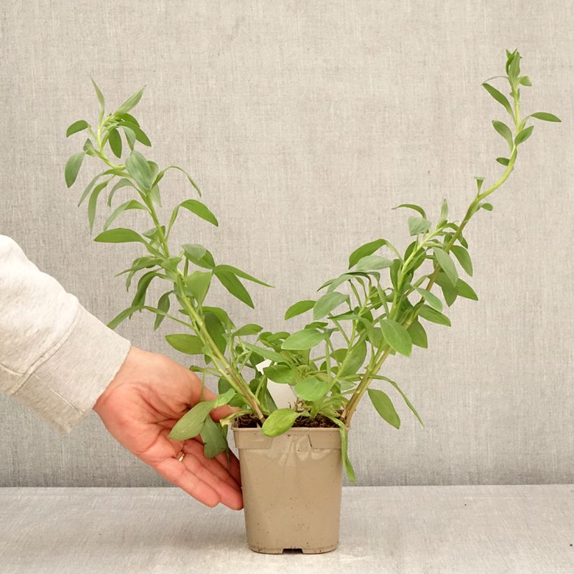 Alstroemeria Majestic Layon Maceta 1L/1,5L Ejemplar entregado en la primavera