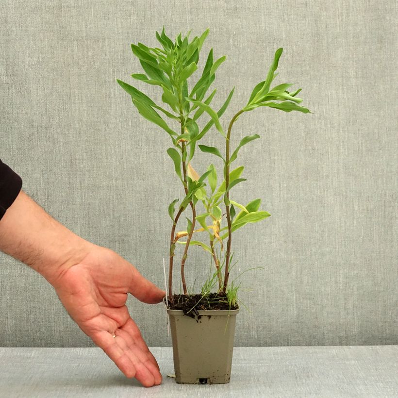 Alstroemeria Majestic Longué Maceta de 8/9 cm Ejemplar entregado en la primavera