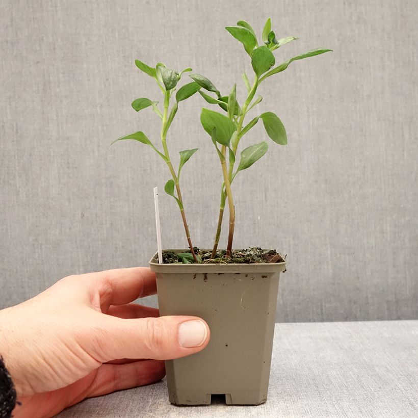 Alstroemeria Majestic Marcé Maceta de 8/9 cm Ejemplar entregado en invierno