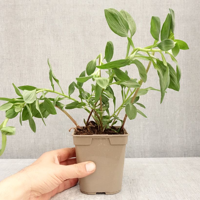 Alstroemeria Majestic Marcé Maceta 1L/1,5L Ejemplar entregado en la primavera