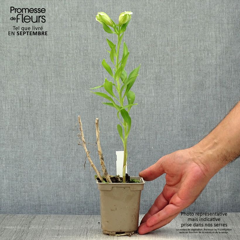 Ejemplar de Alstroemeria Majestic Mazé Maceta de 8/9 cm entregado en otoño