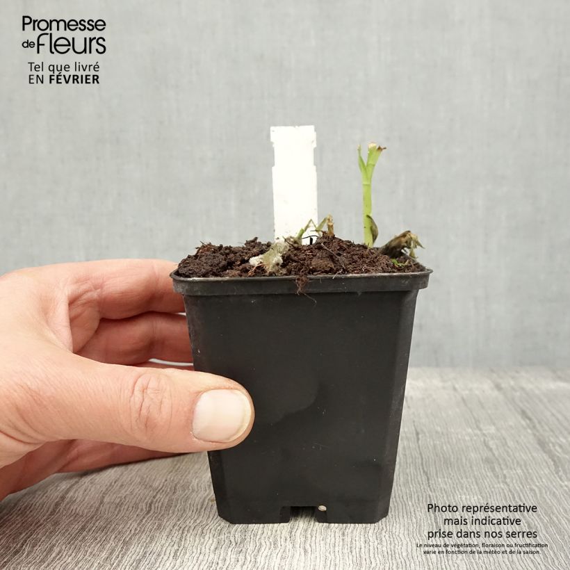 Alstroemeria Majestic Mazé Maceta de 8/9 cm Ejemplar entregado en invierno