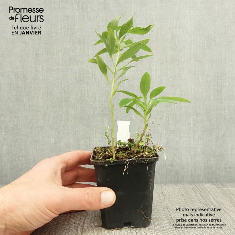 Alstroemeria Majestic Montsoreau Maceta de 8/9 cm Ejemplar entregado en invierno