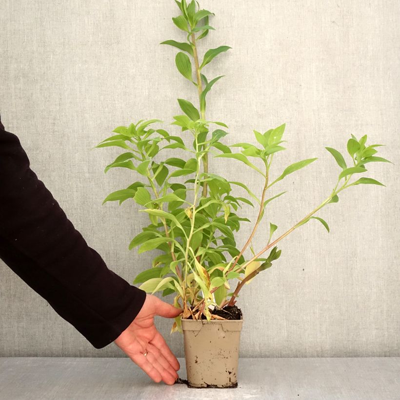 Alstroemeria Majestic Tiercé Maceta 1L/1,5L Ejemplar entregado en la primavera