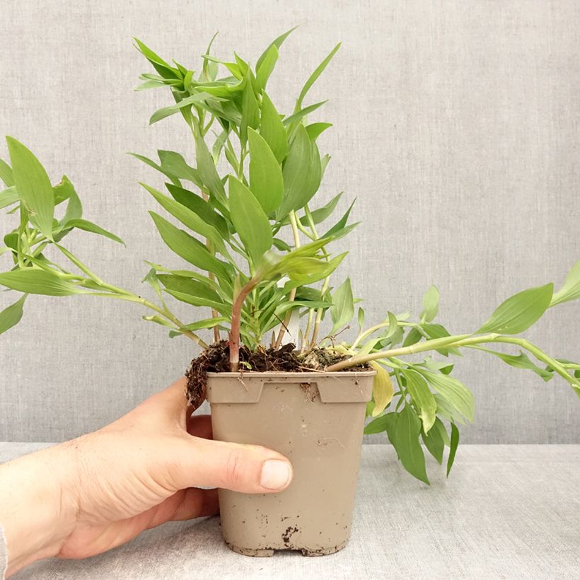 Alstroemeria Majestic Avrillé Maceta 1L/1,5L Ejemplar entregado en la primavera