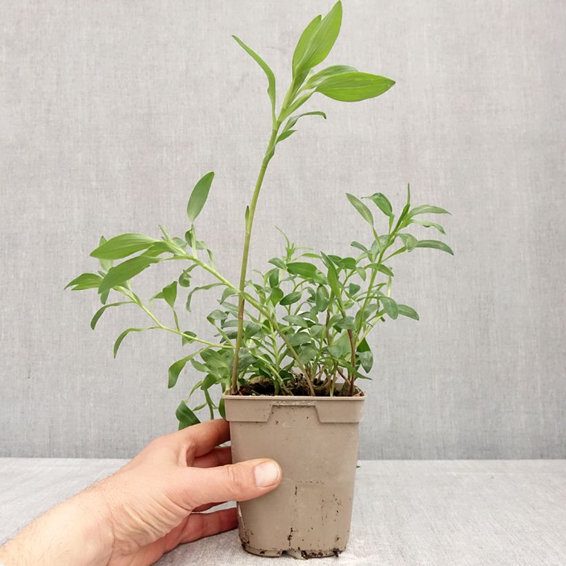 Alstroemeria Majestic Brissac Maceta 1L/1,5L Ejemplar entregado en la primavera