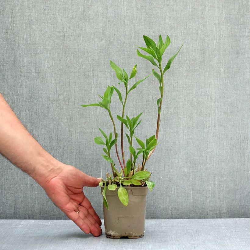 Alstroemeria Majestic Chartrené Maceta 1L/1,5L Ejemplar entregado en la primavera