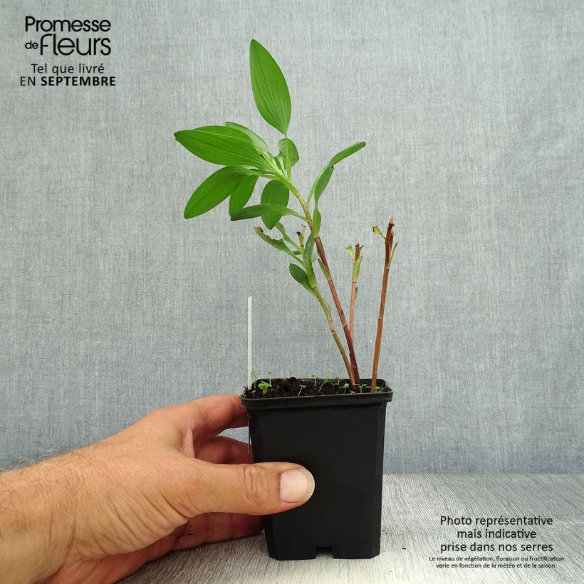 Ejemplar de Alstroemeria Majestic Chinon Maceta de 8/9 cm entregado en otoño