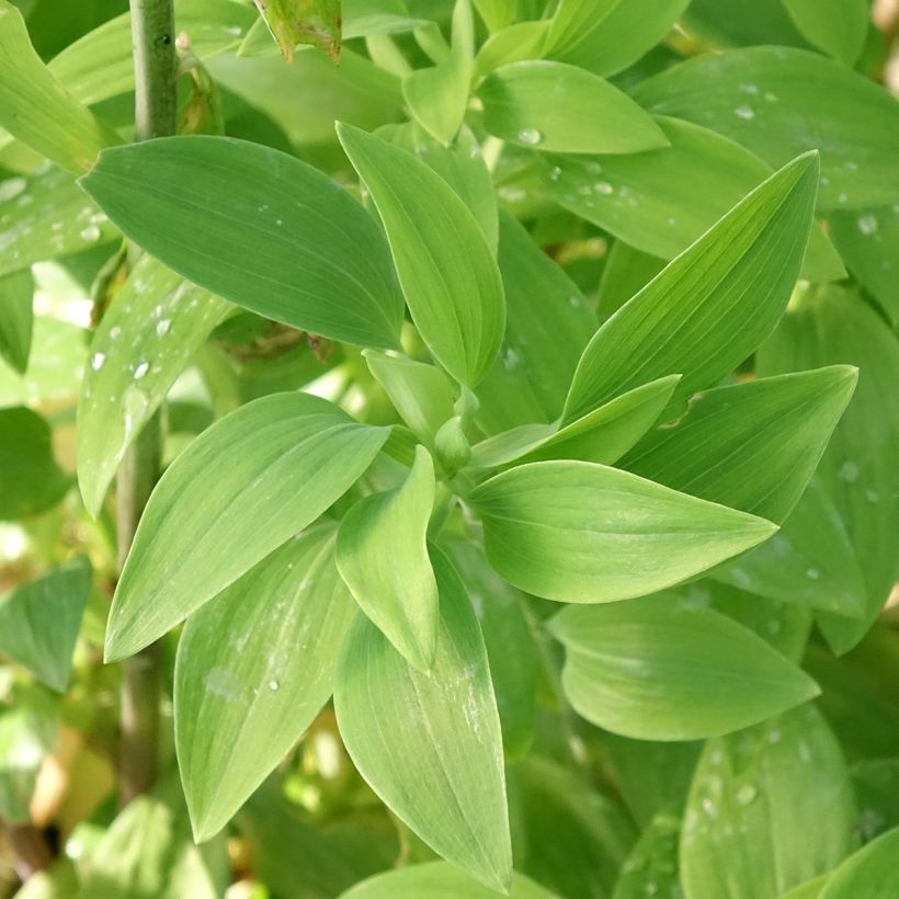 Alstroemeria Majestic Chinon (Follaje)