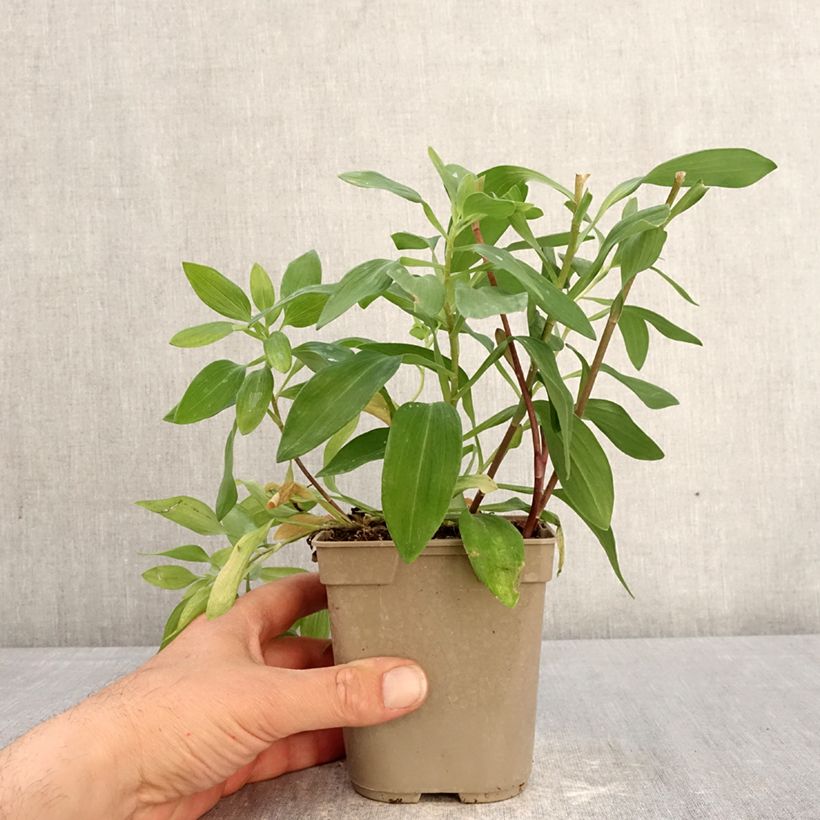 Alstroemeria Majestic Chinon Maceta 1L/1,5L Ejemplar entregado en la primavera