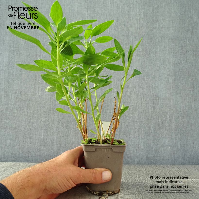 Ejemplar de Alstroemeria Majestic Fougeré Maceta de 8/9 cm entregado en otoño