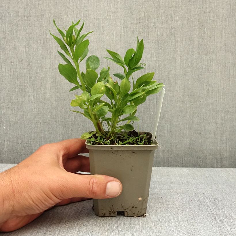 Alstroemeria Pitchounes Charlotte Maceta de 8/9 cm Ejemplar entregado en la primavera