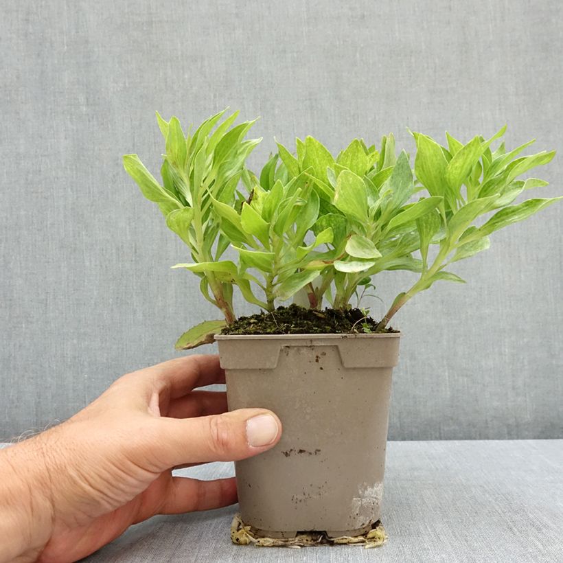 Ejemplar de Alstroemeria Pitchounes Charlotte Maceta 1L/1,5L entregado en verano