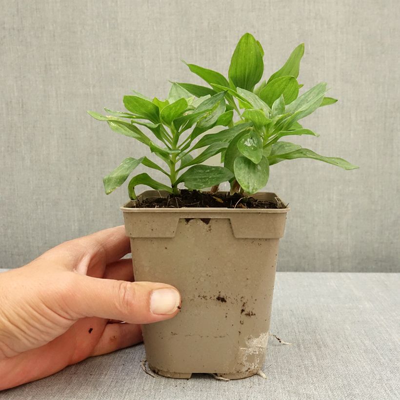 Alstroemeria Pitchounes Charlotte Maceta 1L/1,5L Ejemplar entregado en la primavera
