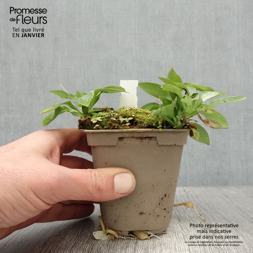 Alstroemeria Pitchounes Gaspard Maceta de 8/9 cm Ejemplar entregado en invierno