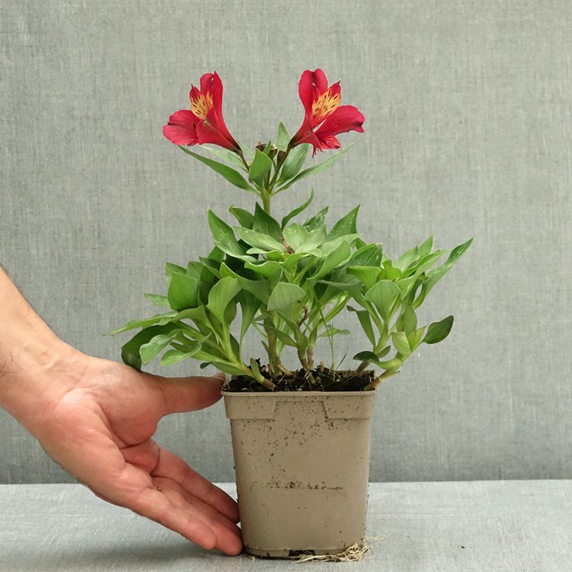 Ejemplar de Alstroemeria Pitchounes Gaspard Maceta 1L/1,5L entregado en verano