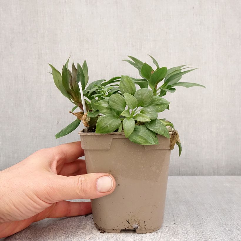 Alstroemeria Pitchounes Gaspard Maceta 1L/1,5L Ejemplar entregado en la primavera