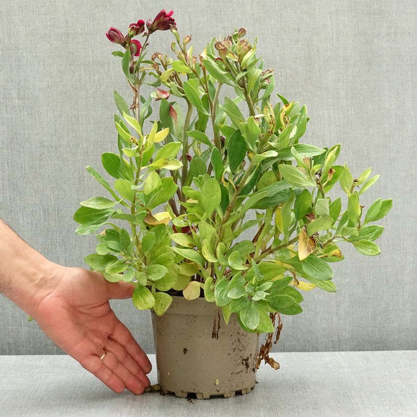Alstroemeria Pitchounes Leonie Maceta 2L/3L Ejemplar entregado en la primavera